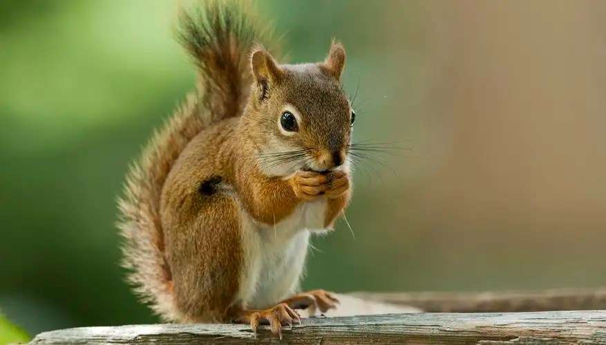 Do Squirrels Tails Grow Back