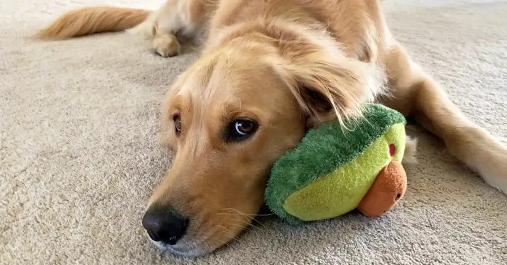 Best Toys For Golden Retriever Puppies