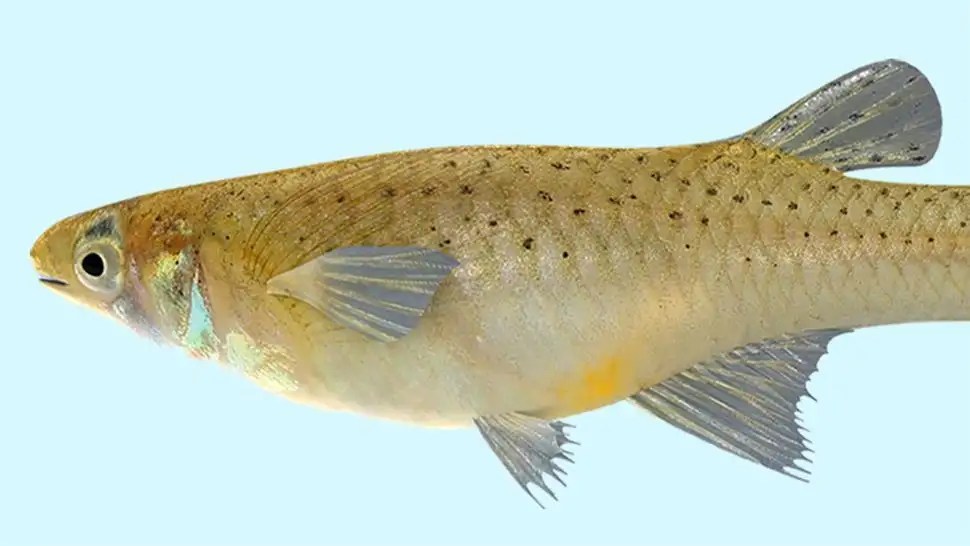 How Big Do Mosquito Fish Get