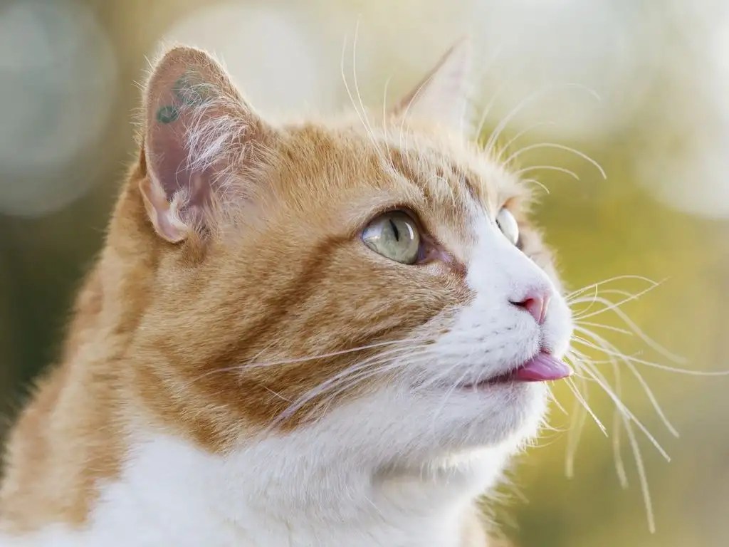 Why Do Cats Stick Their Tongue Out
