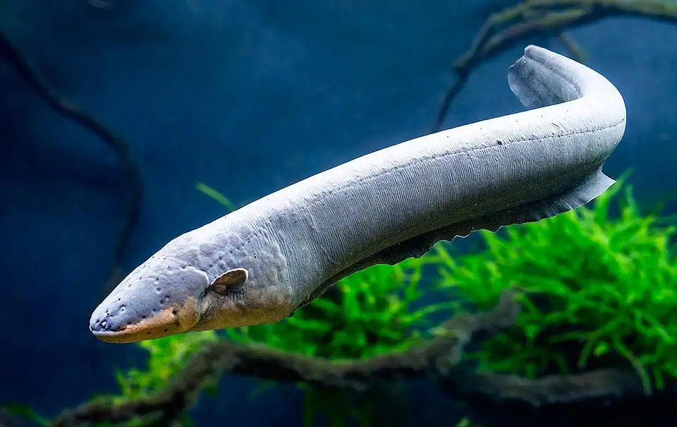 Do Eels Have Bones