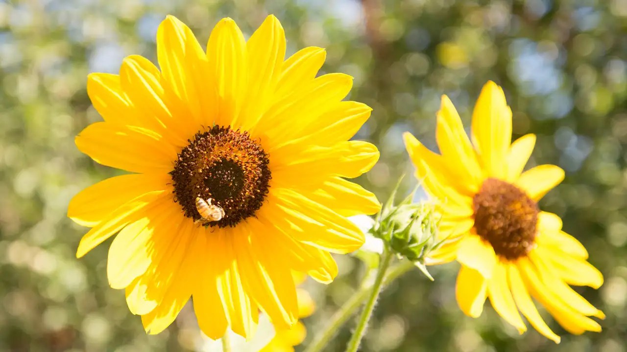 How To Cut Sunflowers For Vase