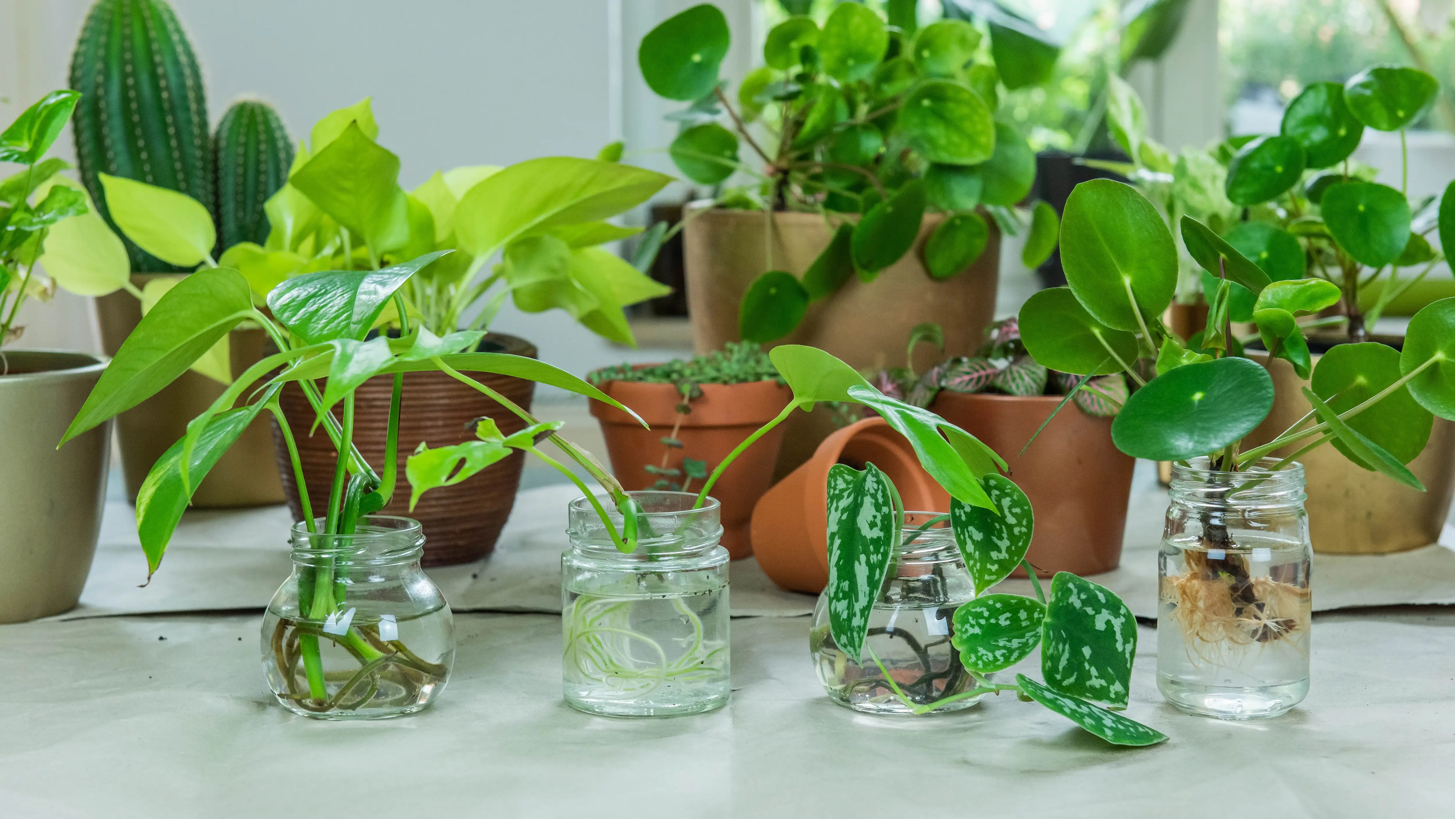 How To Grow Plants At Home Without Soil