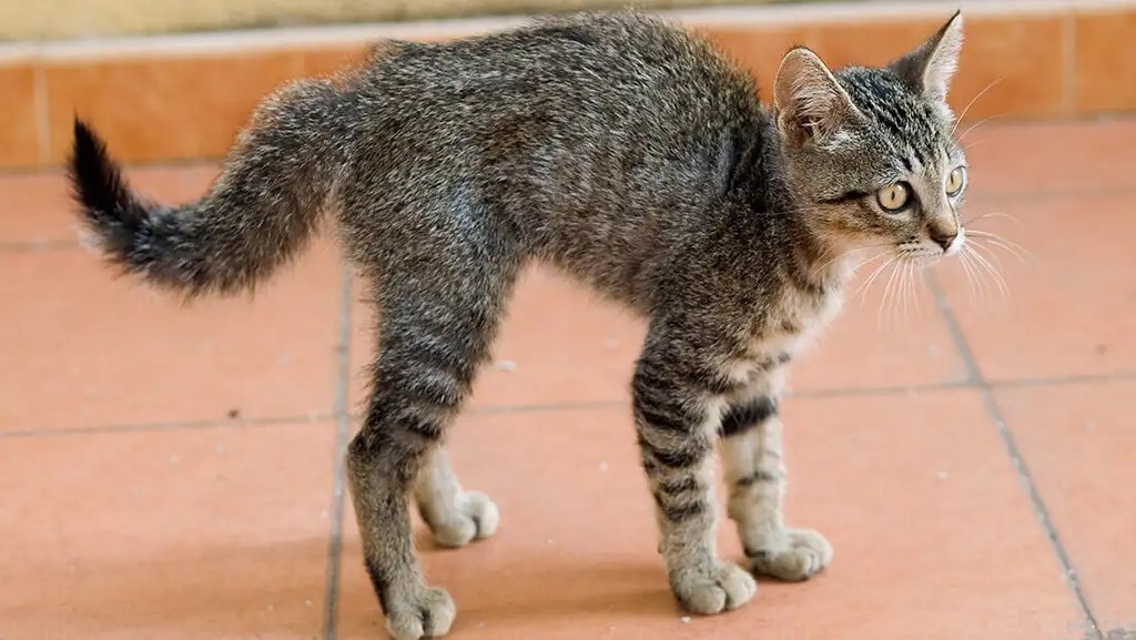 Why Do Cats Wag Their Tails While Lying Down