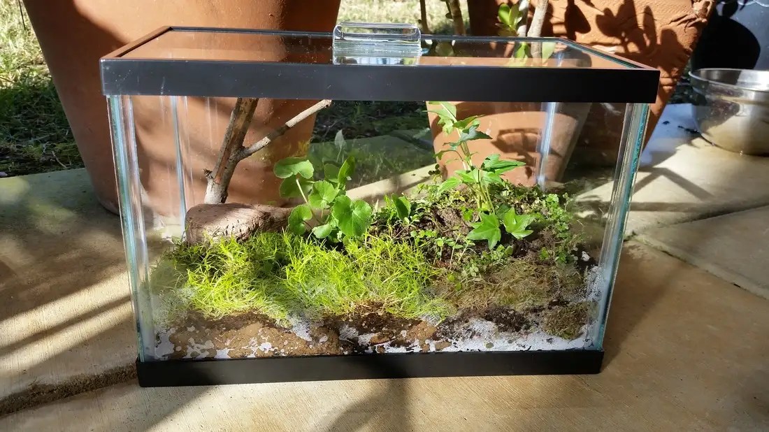 How To Build A Terrarium Tank