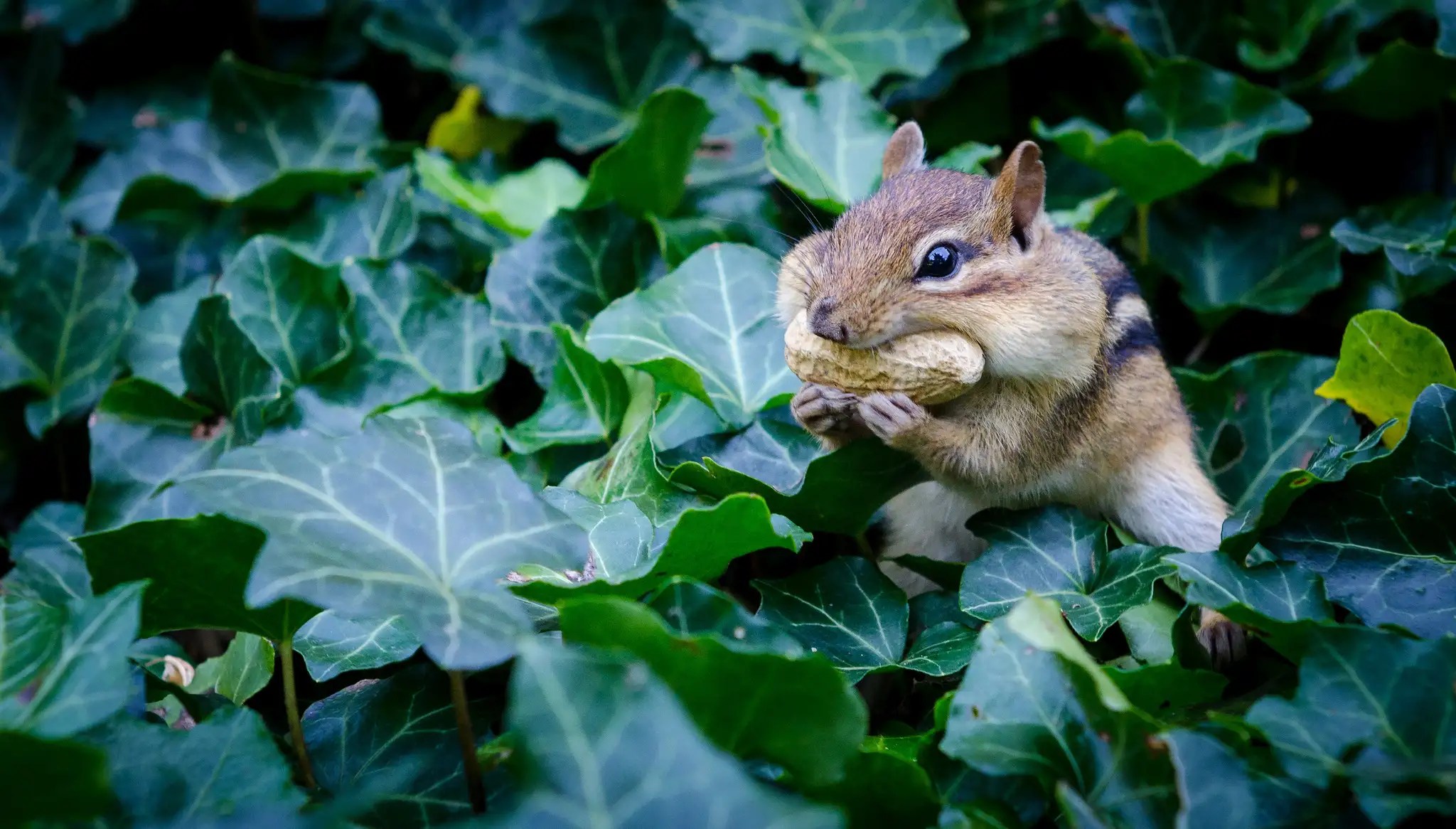 What Do Chipmunks Eat In The Garden