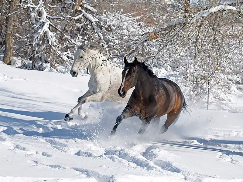How Cold Can Horses Tolerate
