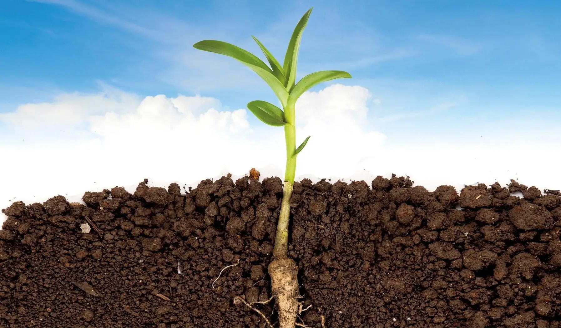 Just Natural Organic Garden Soil