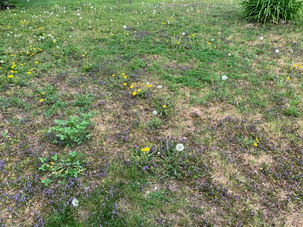 Help with ugly lawn Ars OpenForum