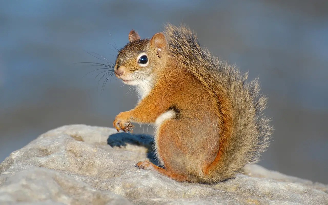 Do Squirrels Live In Groups