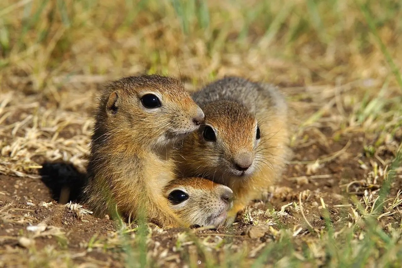 Do Squirrels Live In Groups