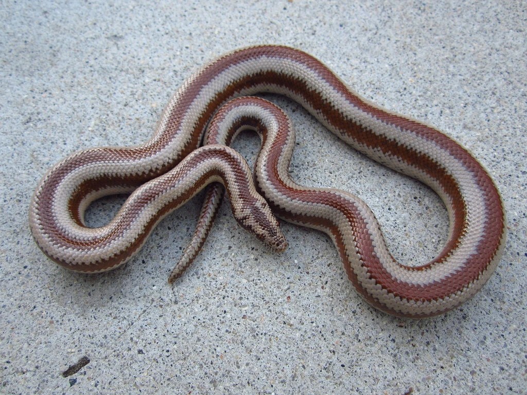 SOLD!! 1.1 Nothing, AZ Rosy Boas with yearling female! FaunaClassifieds