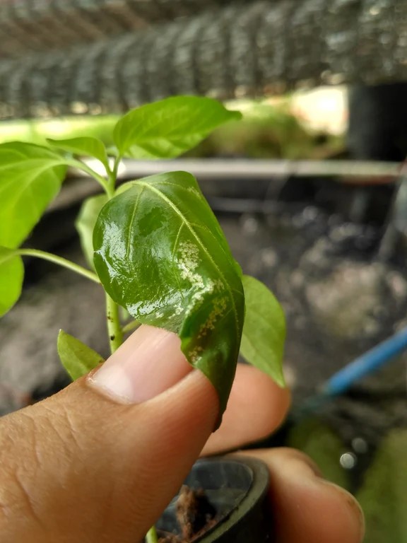 [ask] daun cabai ada bintik putihnya Kebunpedia
