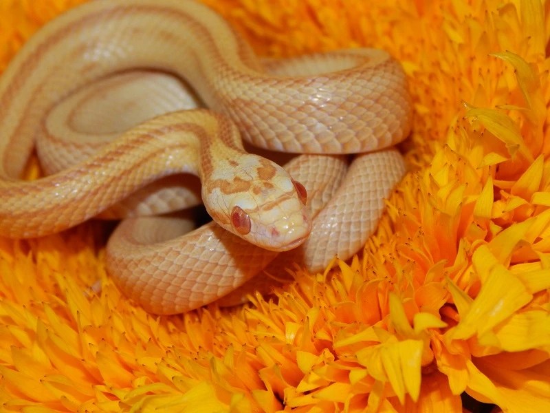 A' ghrian Sulfur Motleystripe corn snake Reptile Forums