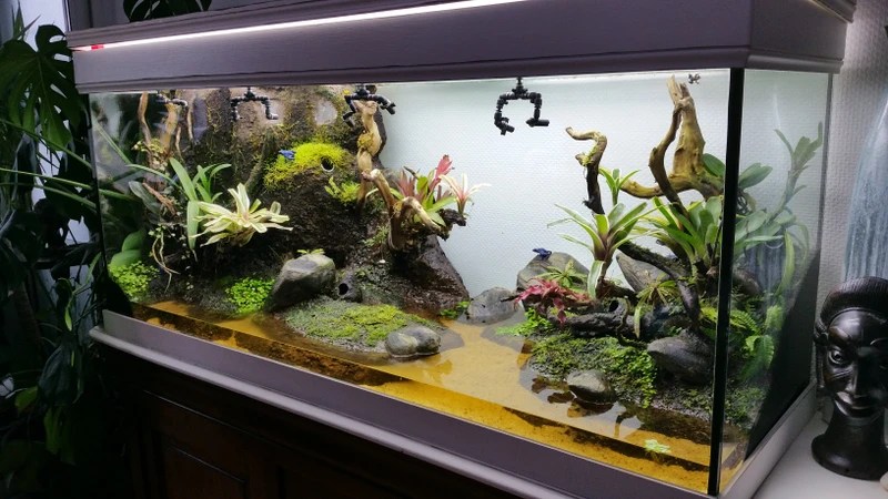 Terrarium à Dendrobates et Ranitomeya 150x50x60 cm