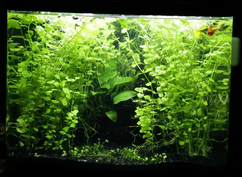6 Lloydiella Golden Creeping Jenny plant Easy Aquarium aquascaping