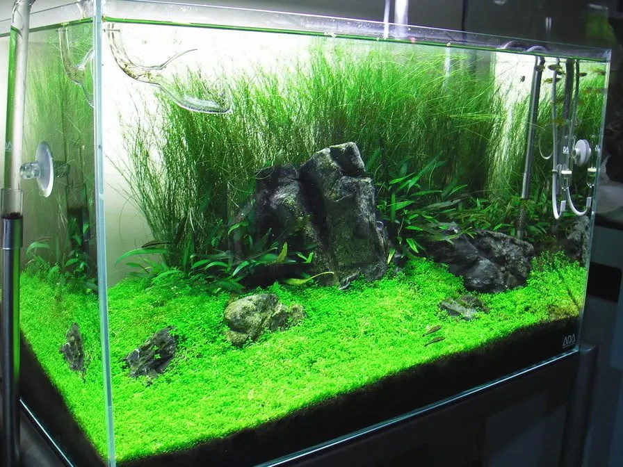 HUGE BIG glossostigma Mat carpet wall Easy Aquarium aquascaping planted