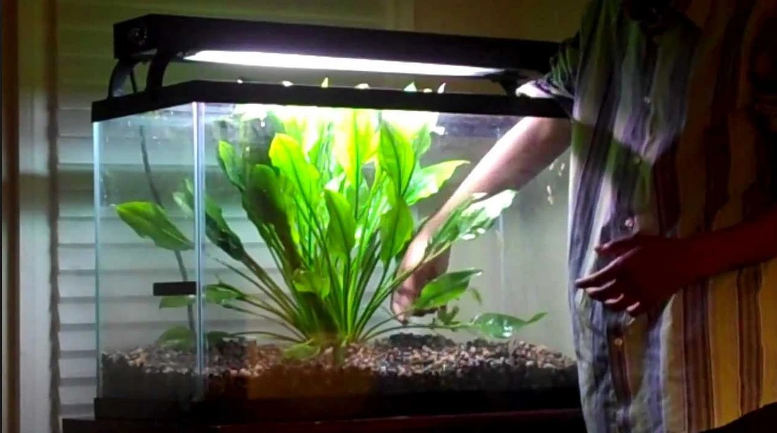 HUGE Amazon Sword mother Plant Easy Aquarium aquascaping planted tank