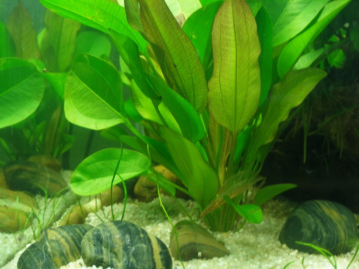 6 Large Radican Sword plants Easy Aquarium aquascaping planted tank low