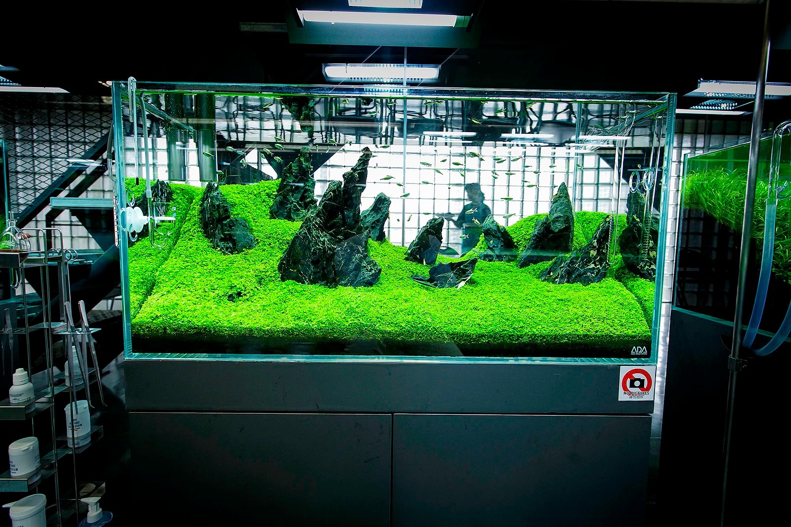 6 Pots of Micranthemum Monte Carlo Aquarium aquascaping planted tank