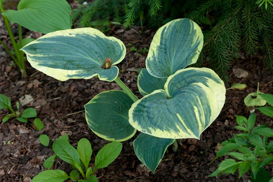 Forum Ogrodnicze Oaza Topic hosta (funkia) Sugar Daddy (1/1)