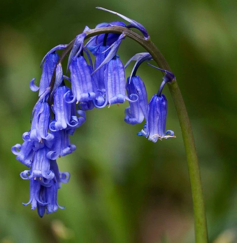 ENGLISH BLUEBELL BULBS FRESHLY LIFTED PREMIUM QUALITY (IN THE GREEN