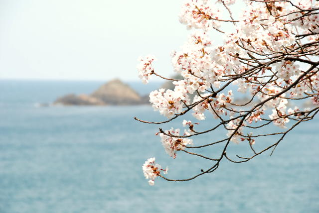 香美町香住区の桜は、今がちょうど見頃！（前半） | 地方の小さな宿