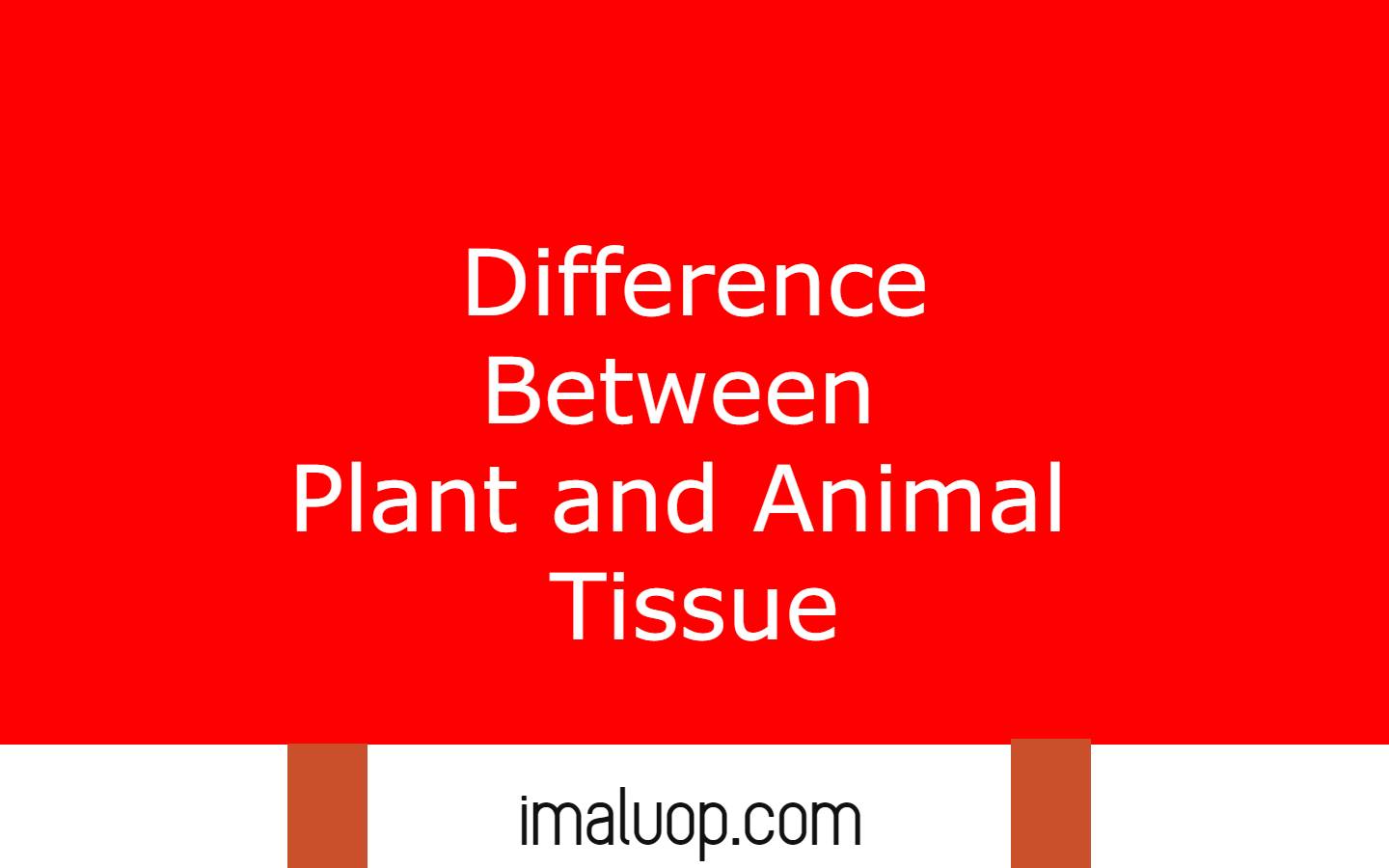 Difference Between Plant and Animal Tissues Imaluop IMALUOP