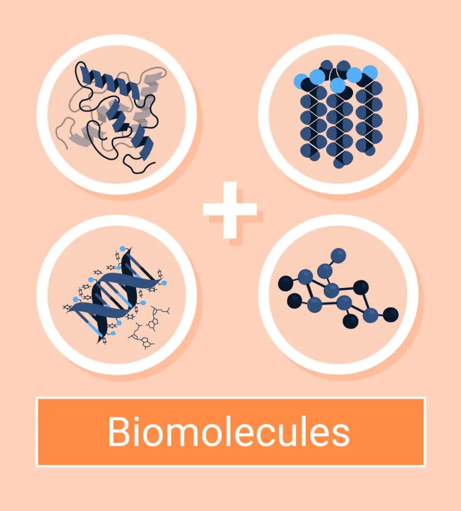Biomolecules and Their Types (Major 4 Types) Imaluop IMALUOP