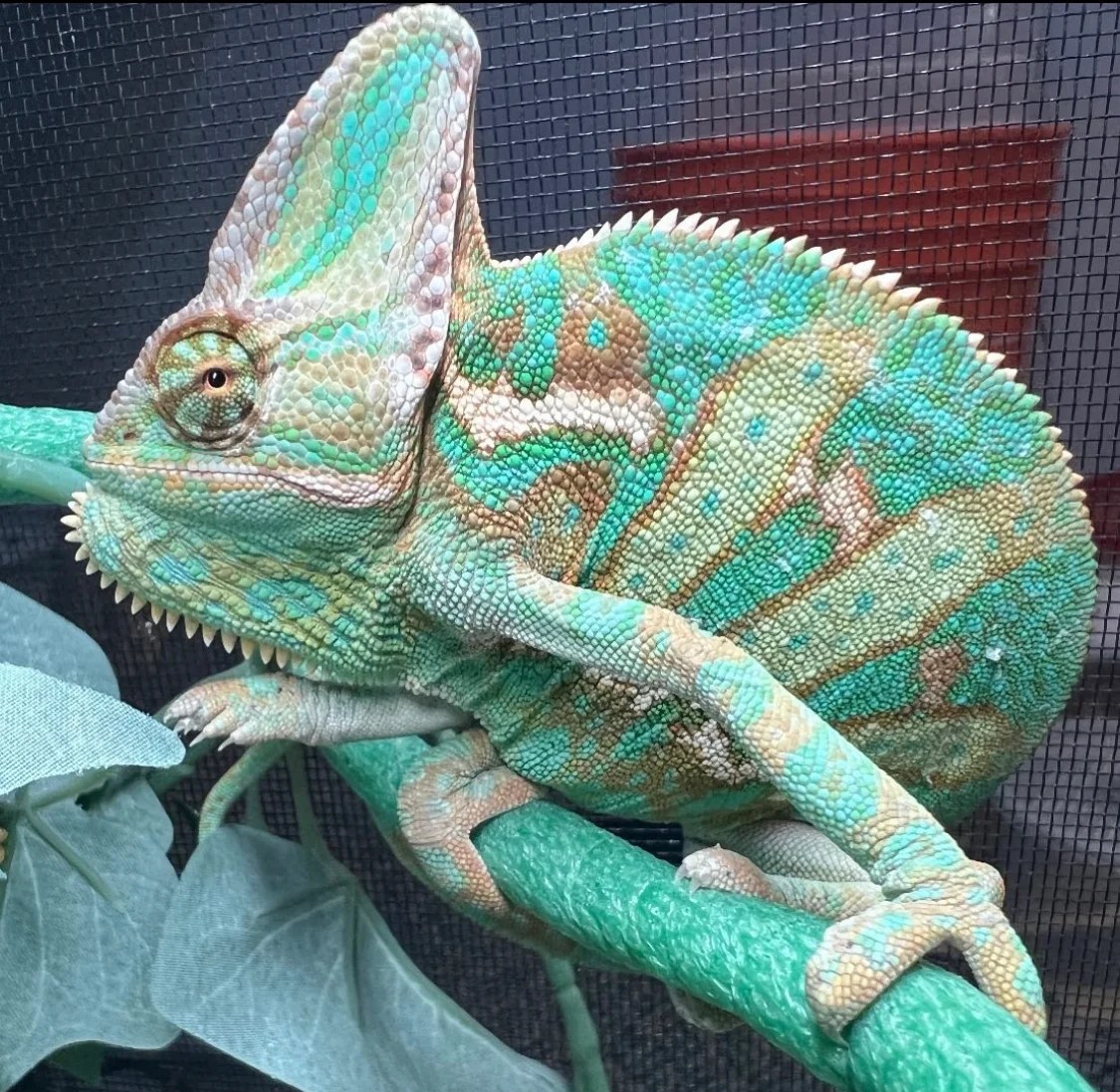 Discover the Different Types of Chameleons as Pets A Complete Guide