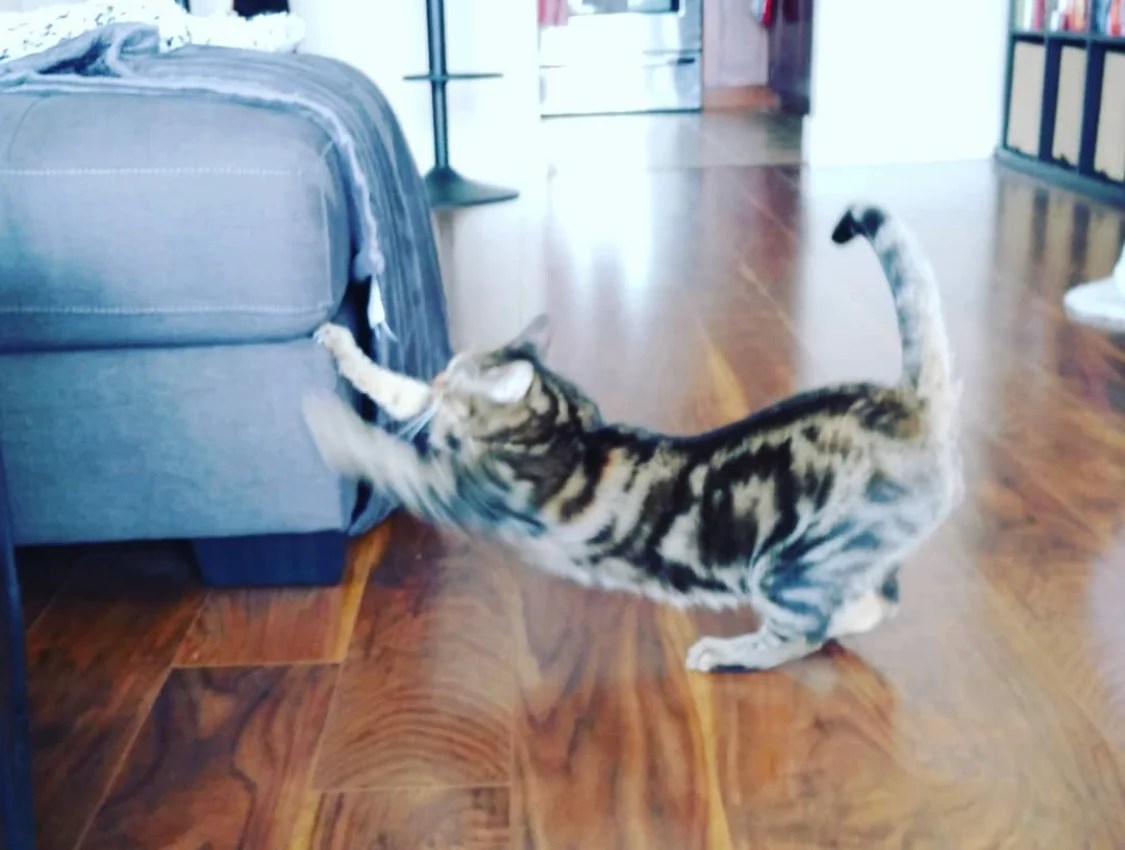 Stop the Scratch Mastering How to Train Your Cat Not to Scratch