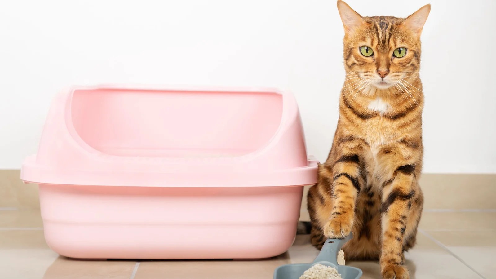 Why Is My Litter Trained Cat Pooping Everywhere?