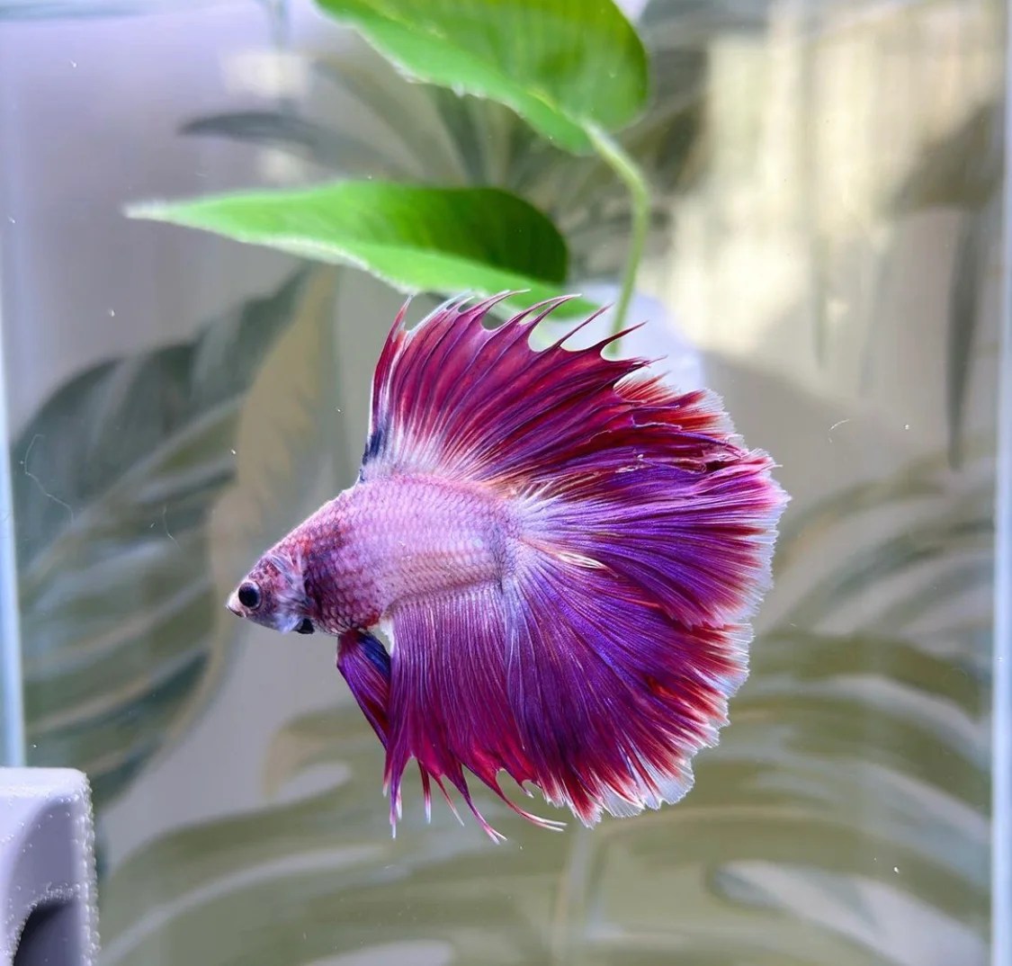 The Best Way to Clean a Betta Fish Tank