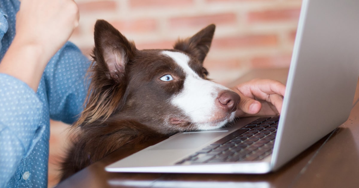 Pet Nexus Pet Portal Accounts Now Available at VetMatrix iMatrix