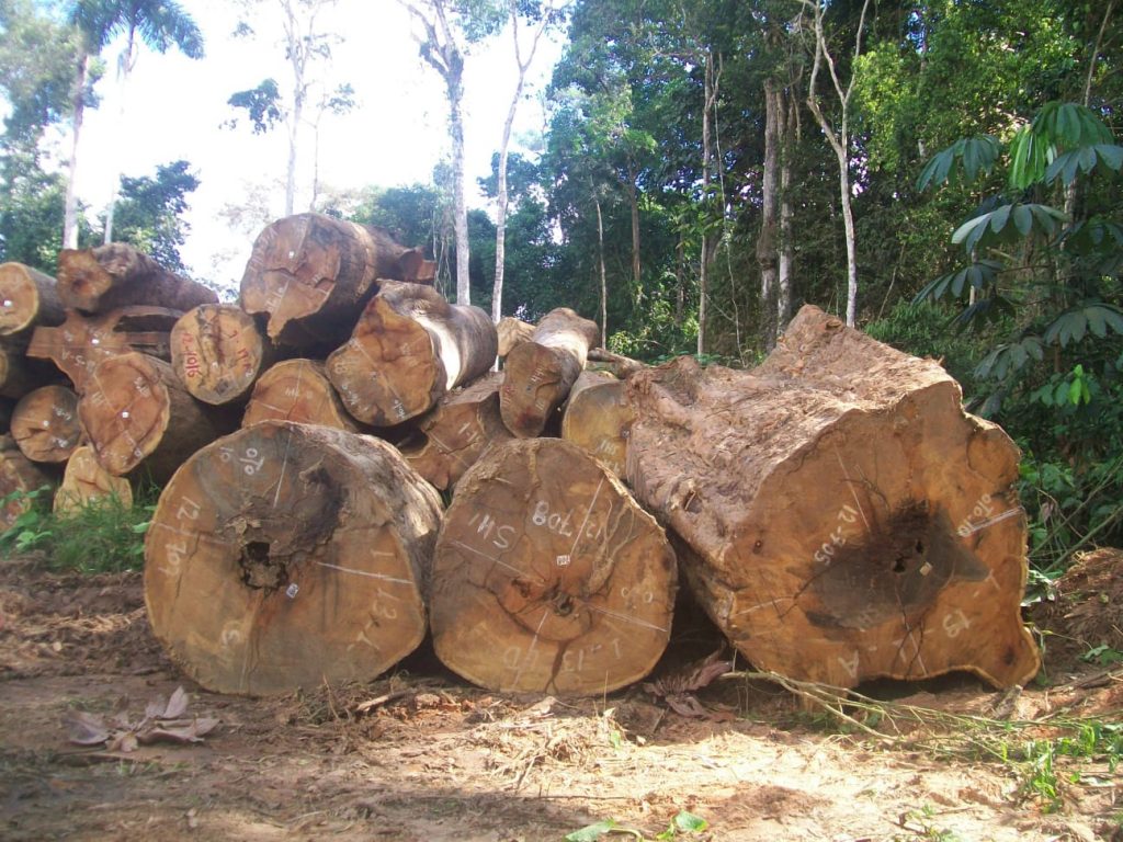 Almost 40 of logging in the Amazon is illegal, shows an unprecedented
