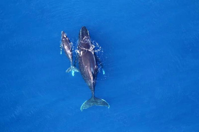 Respect pour les géantes des mers