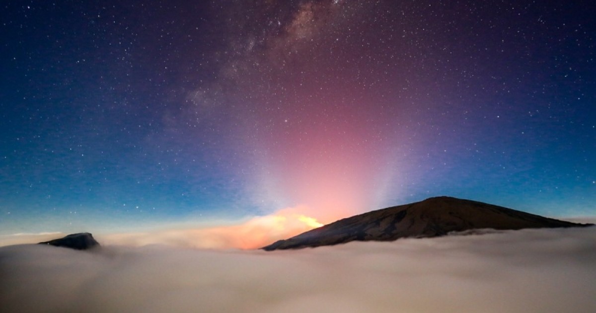 Brice Miller, des cerfs de Fontainebleau aux baleines de La Réunion