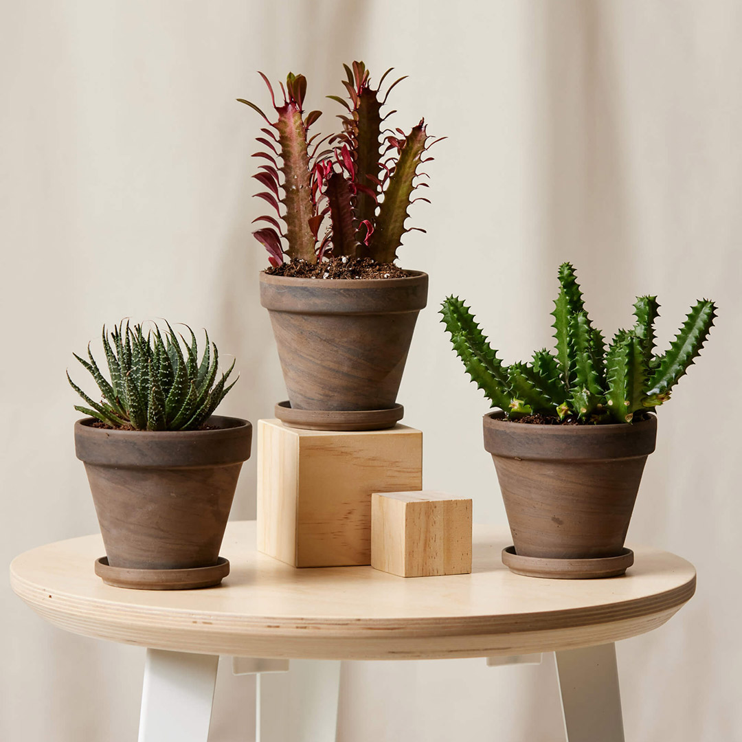 Best Indoor Plants for Fall and Winter IMBOLDN