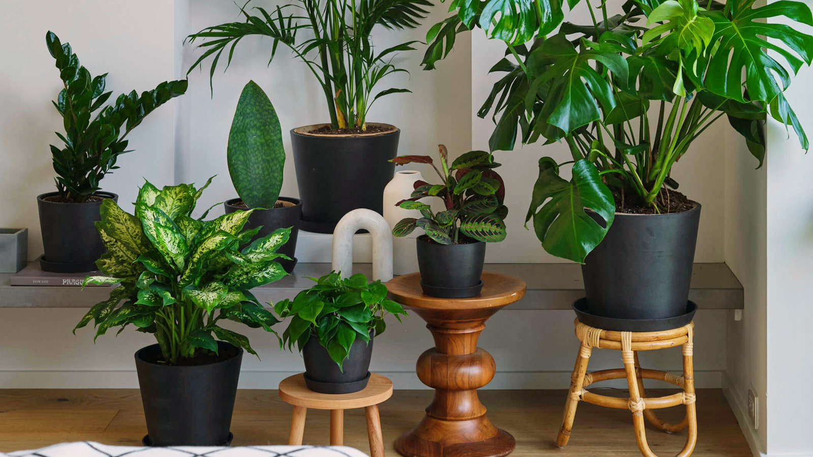 Best Indoor Plants for Fall and Winter IMBOLDN