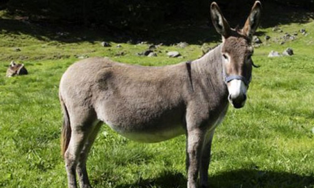 IMLebanon “حمار ضخم” يقترب من تحقيق رقم قياسي عالمي