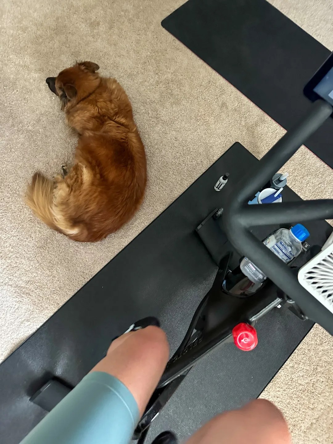 Is Buying a Peloton Bike Worth It? I'm Fixin' To