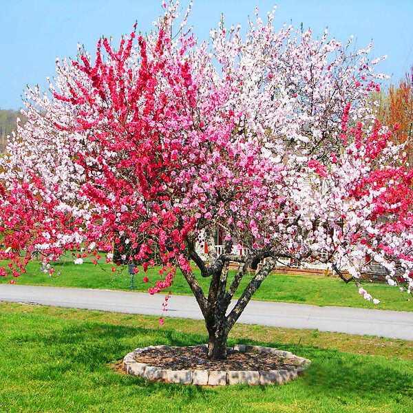 Nice tree #18