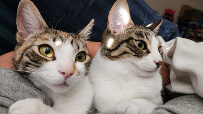 Biscuit and Meowza