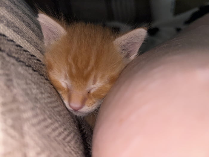 Tiny ginger loaf recharging