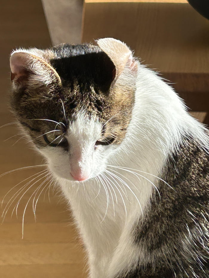 My Cats Ear is broken!/j