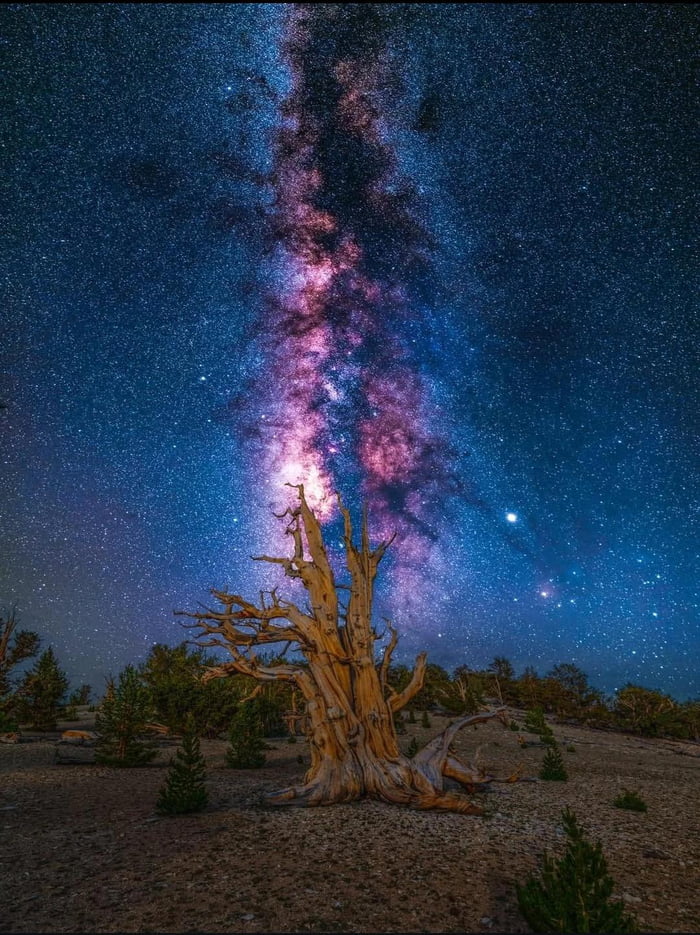 Nature really showing off its long game