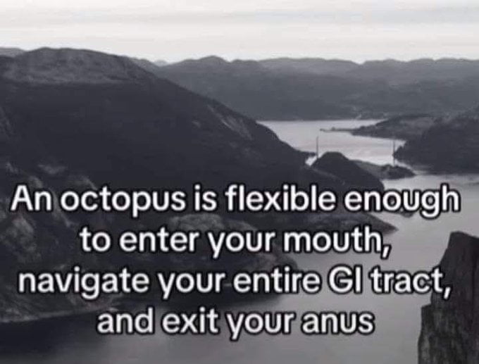 Amazing octopus things