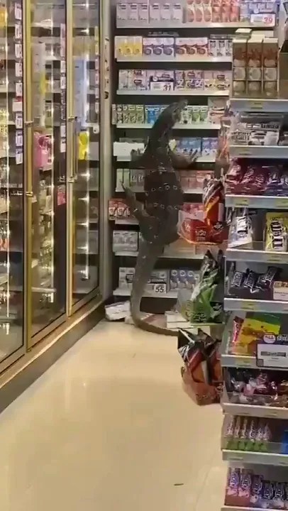Komodo Dragon Inside Convenience Store - 9Gag