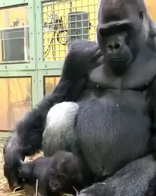 Best 30 Gorilla Fun On 9gag