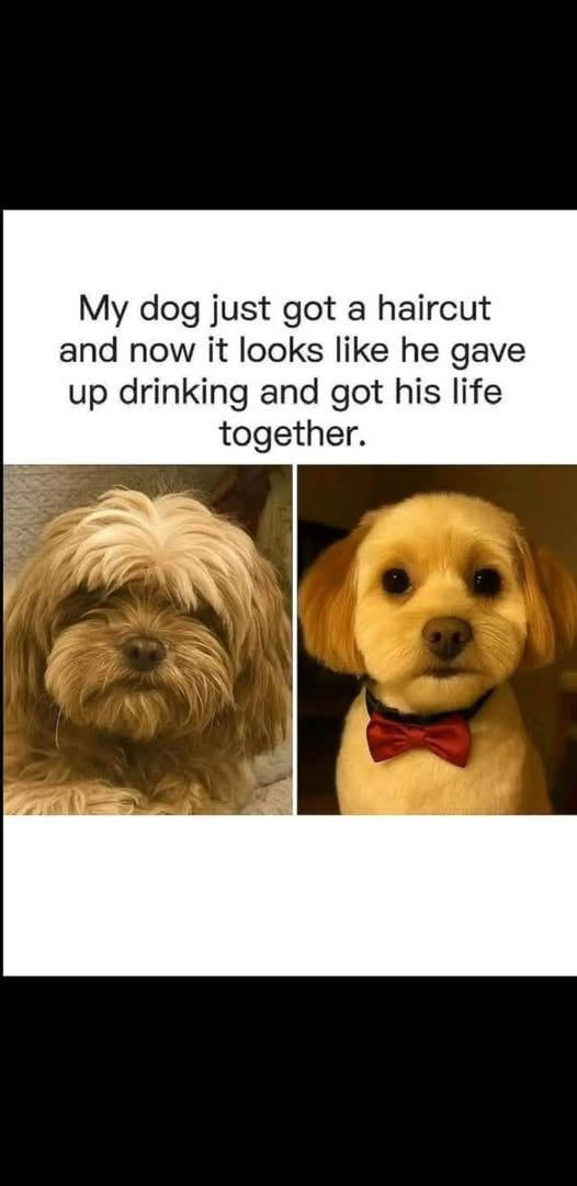 Doggie getting his act together